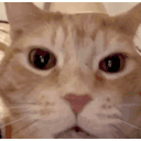 Funny cat gif